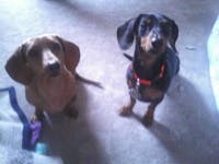 Original reference photo