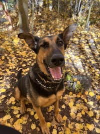 Original reference photo