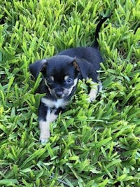 Original reference photo